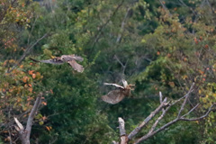 チュウヒハイタカバトル-3