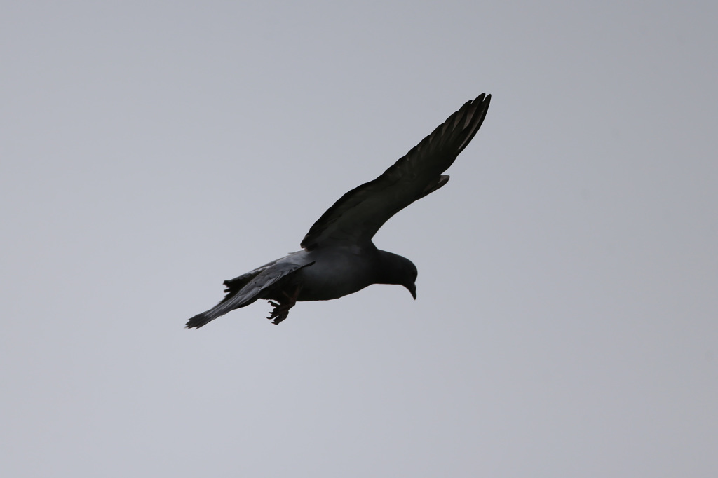 ハトさん流し鳥