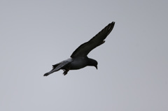 ハトさん流し鳥