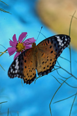 バックの青はビニールシート