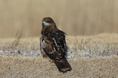 もんくの言わないモデルさん