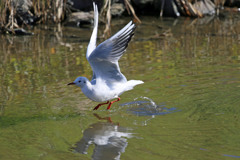 ユリカモメ飛び出しその4