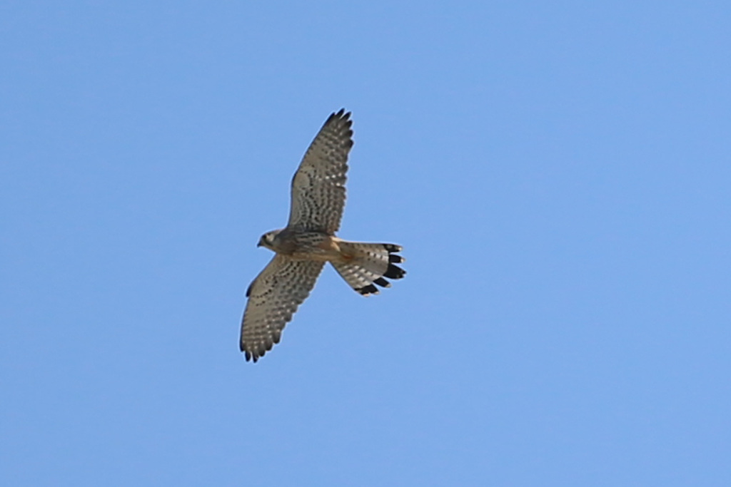 チョウゲンボウ飛ぶ-1