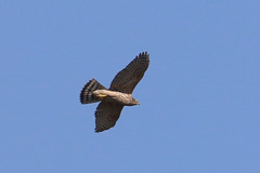 青空にオオタカ幼鳥