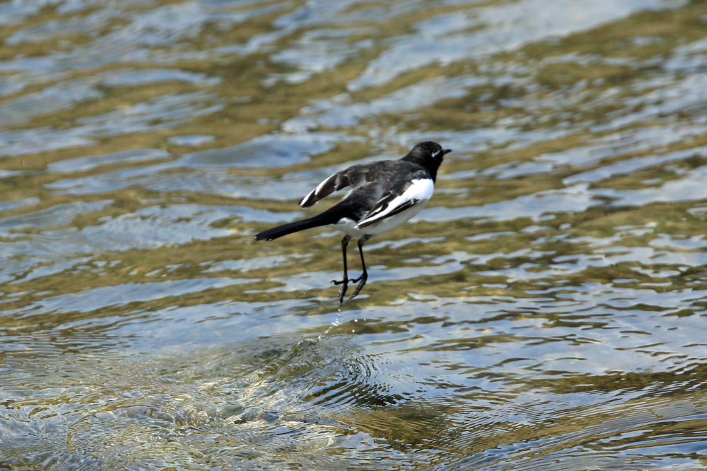 ハクセキレイ飛び出し