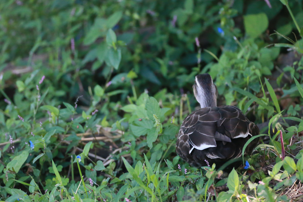 お尻撮らないで