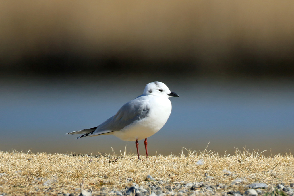 僕ズグロカモメです