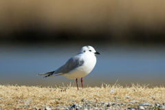 僕ズグロカモメです