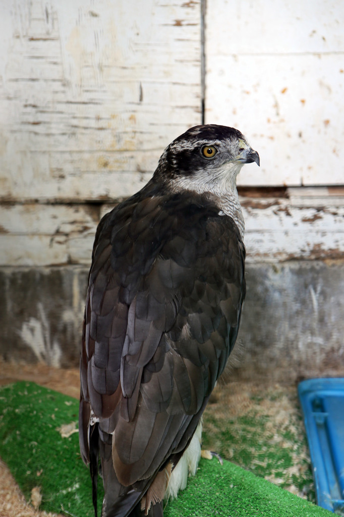 僕二番目にかっこいいんだよ