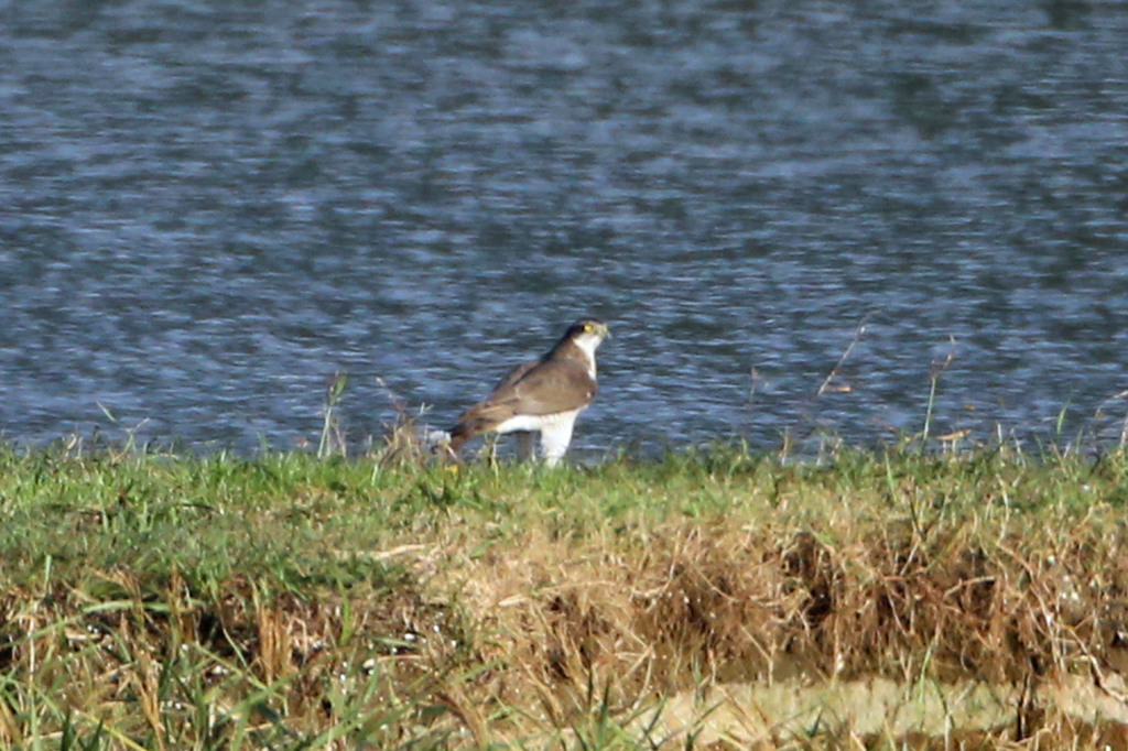 小さいオオタカ発見？