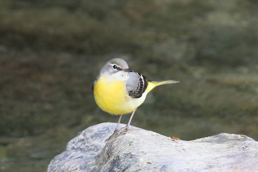 キセキレイポーズ-2