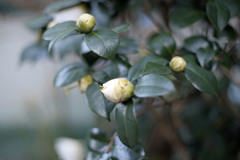 写真の基本50ｍｍレンズその2