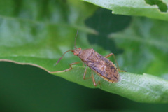 あなたはどなた