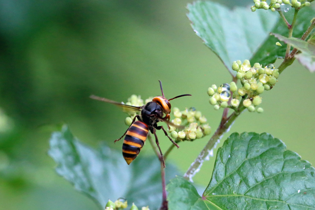 ぶんぶんぶん-2