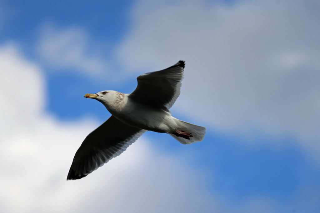 青空とセグロカモメ-5