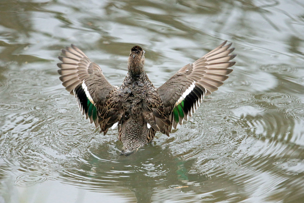 コガモはばたく