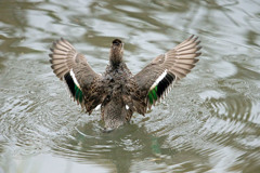 コガモはばたく