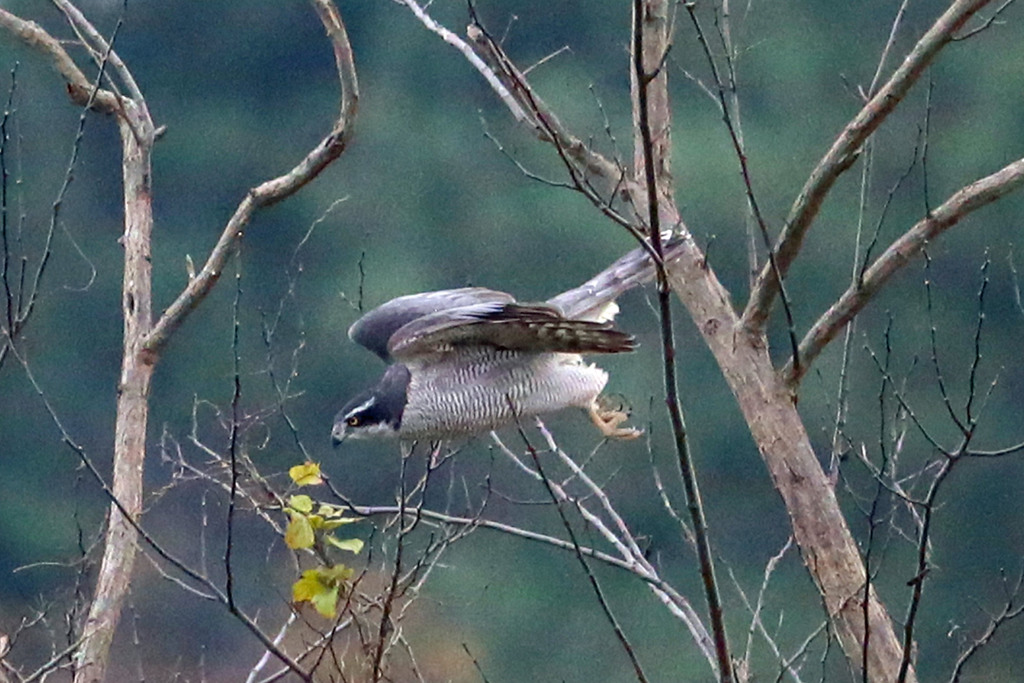 オオタカ飛行中
