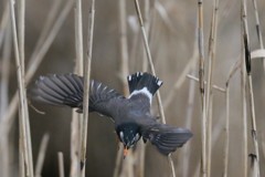 ムクドリ急降下-1