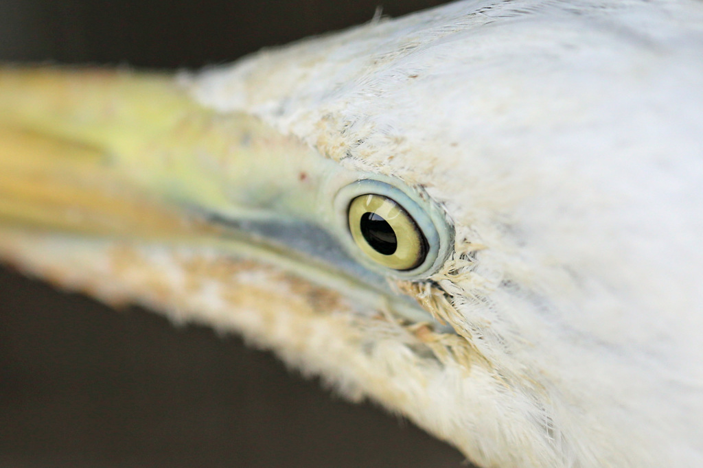 このこはだ～れ