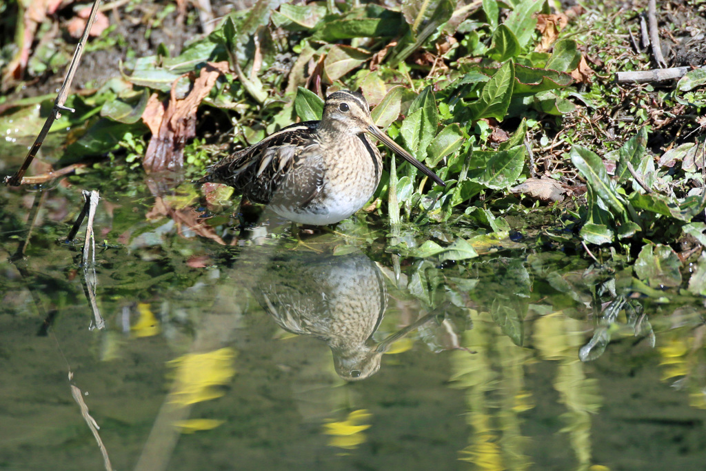 タシギのポーズ-3