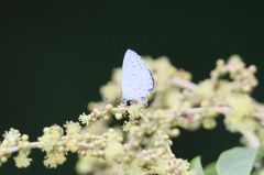 望遠レンズでマクロふう-1