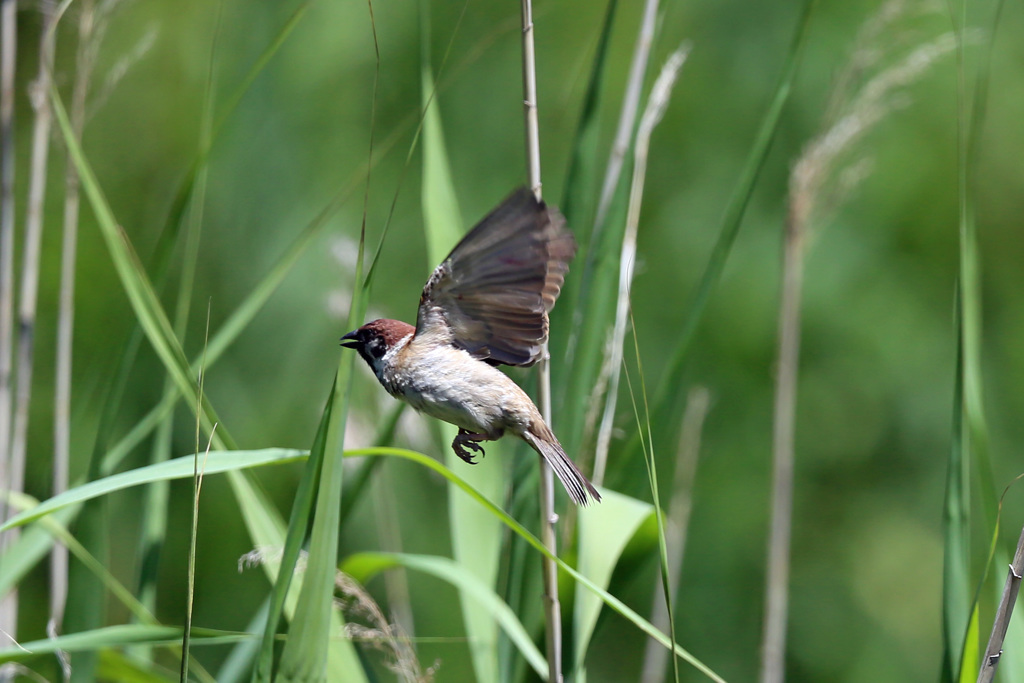 ツバメ飛び出し