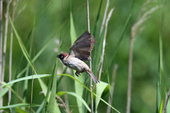 ツバメ飛び出し