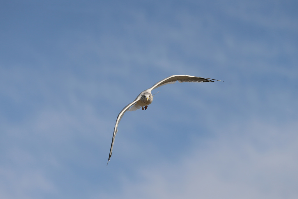 正面シリーズ-6