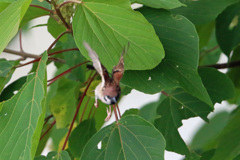 スズメ飛び出し