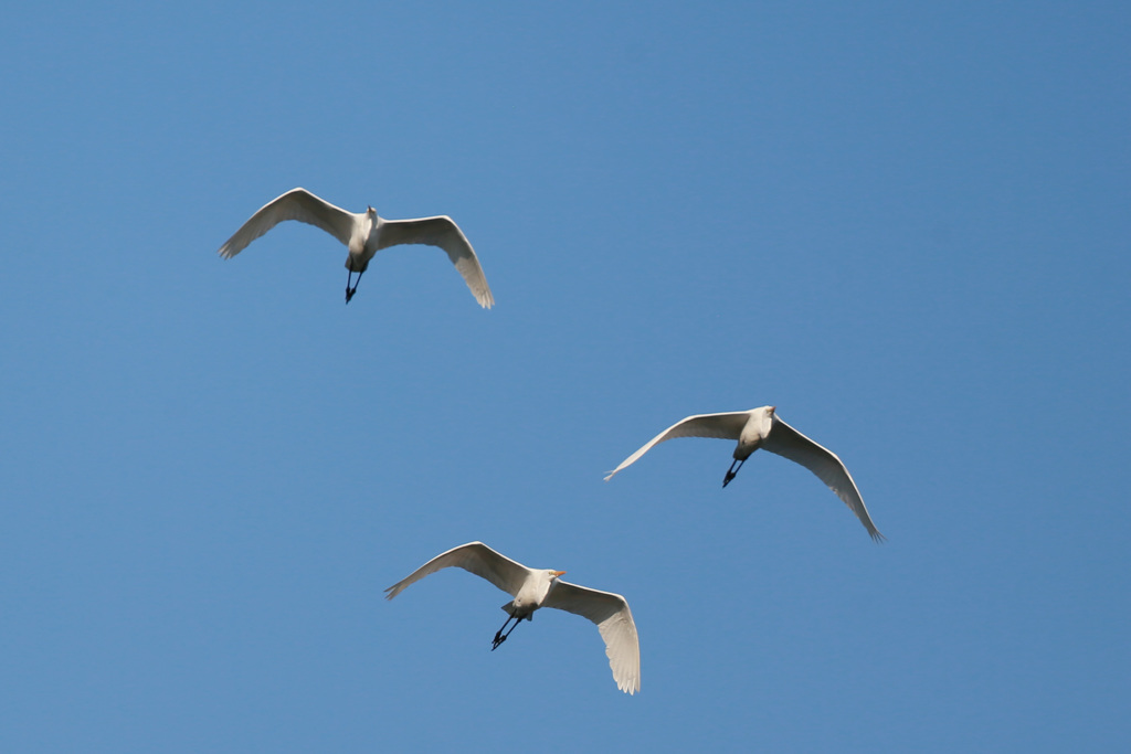 ダイサギシリーズ-4