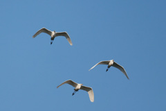 ダイサギシリーズ-4