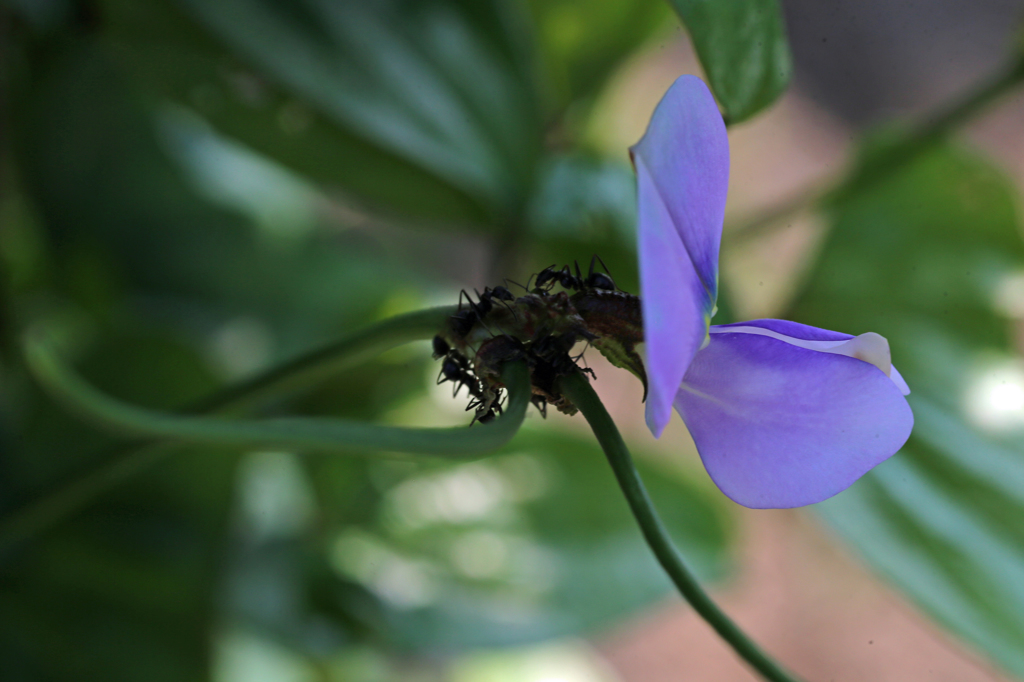 アリさんいっぱい