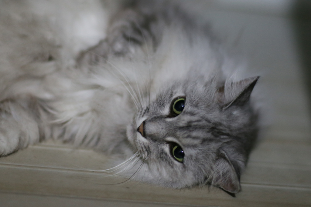 にゃにゃ登場-3