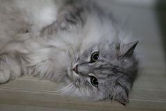 にゃにゃ登場-3