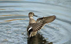 コガモ定番ポーズ-2