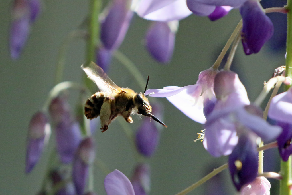 ミツバチ飛行中