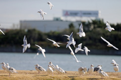 ユリカモメ飛ぶ