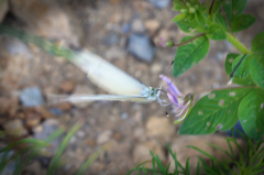 飛びます飛びます