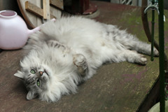 リラックスにゃにゃその2