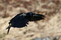 カワウ着地姿勢