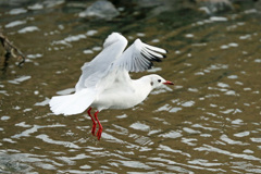 水面飛び出しその3