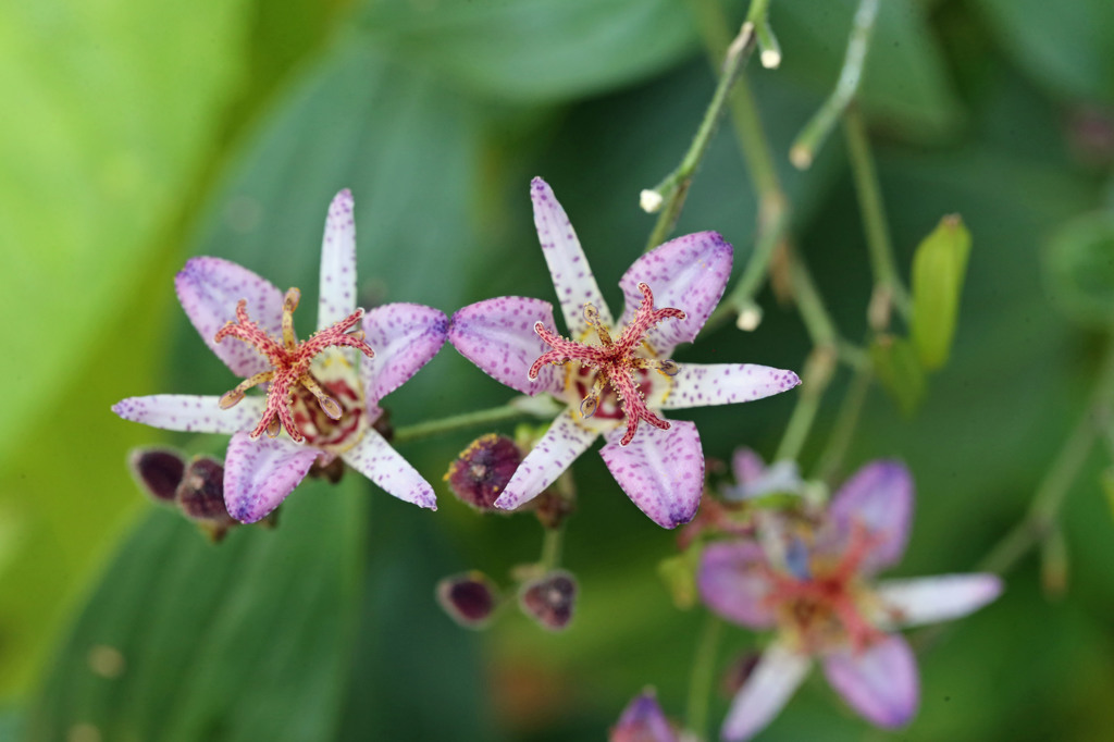 二人並んでほ～ほけきょ