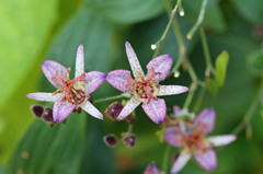 二人並んでほ～ほけきょ