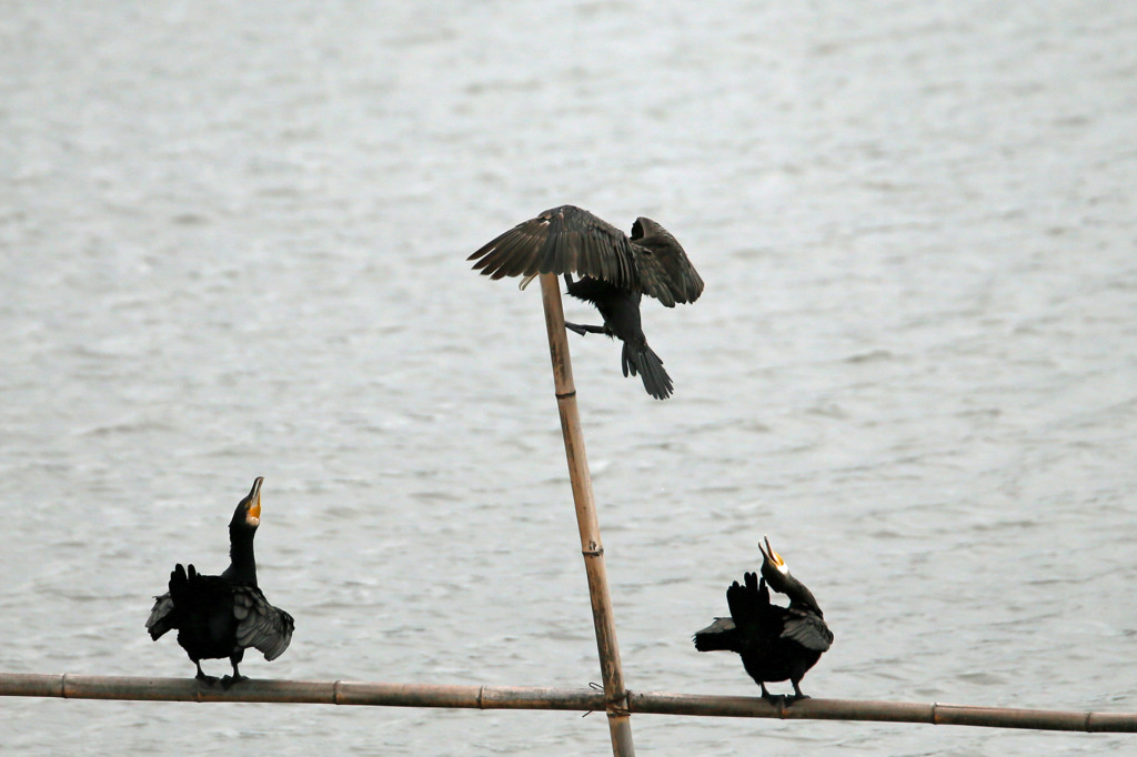 ここに止まるな