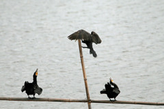 ここに止まるな