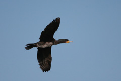 カワウの飛び方-1