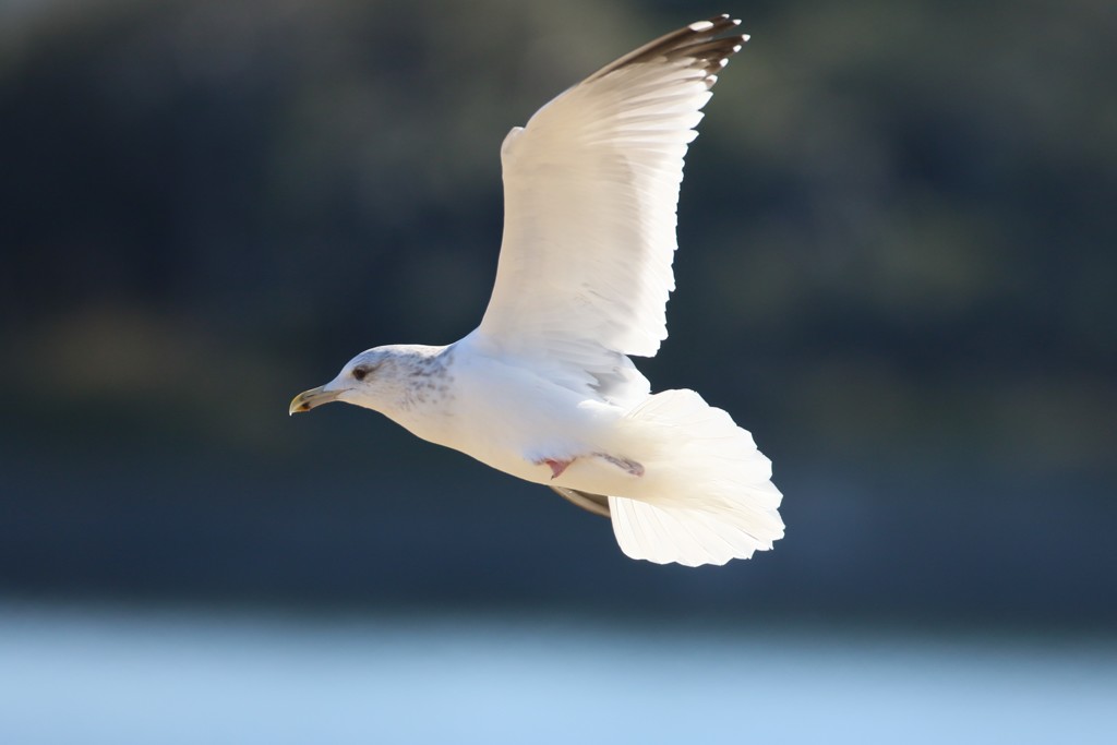 尾翅でブレーキ