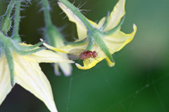 あなたはどちらさん