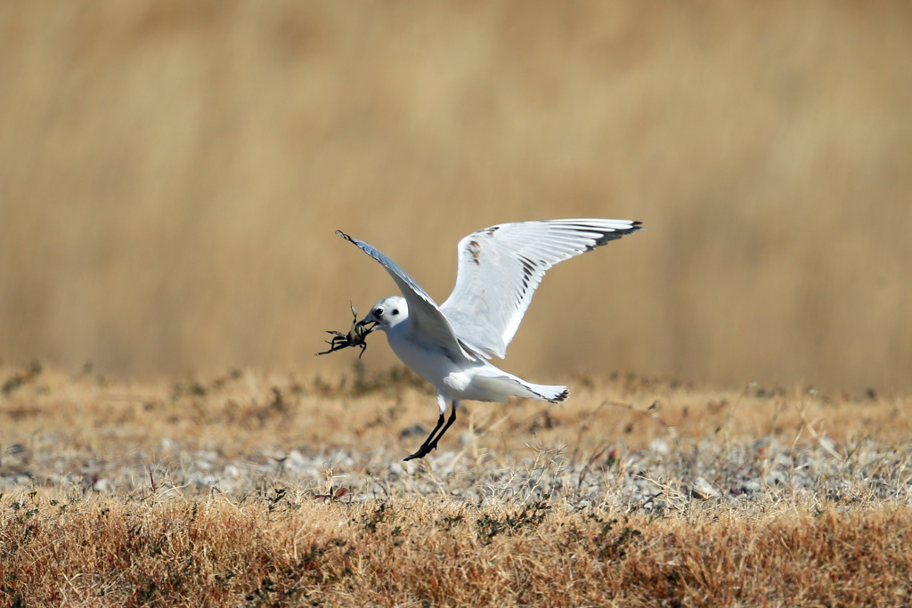 カニもってジャンプ